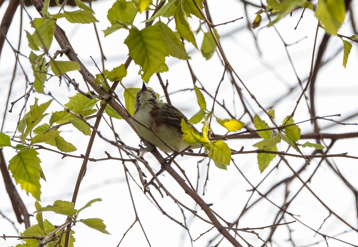 Chestnut-sided Warbler - ML585024901