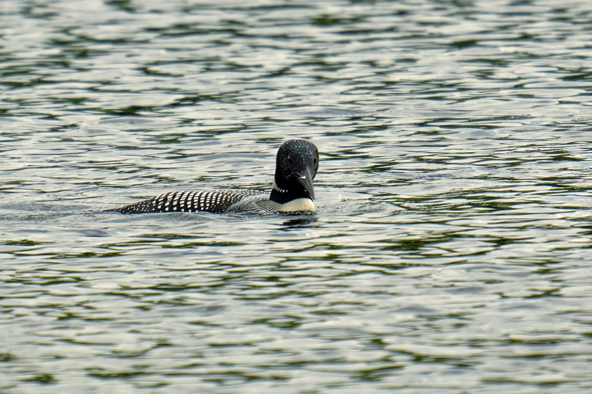 Common Loon - ML585024911