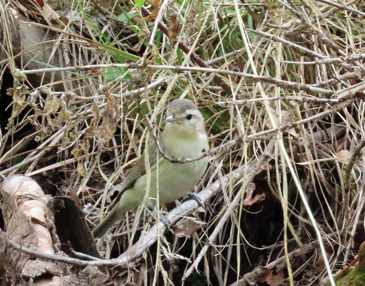 Warbling Vireo - ML585024971