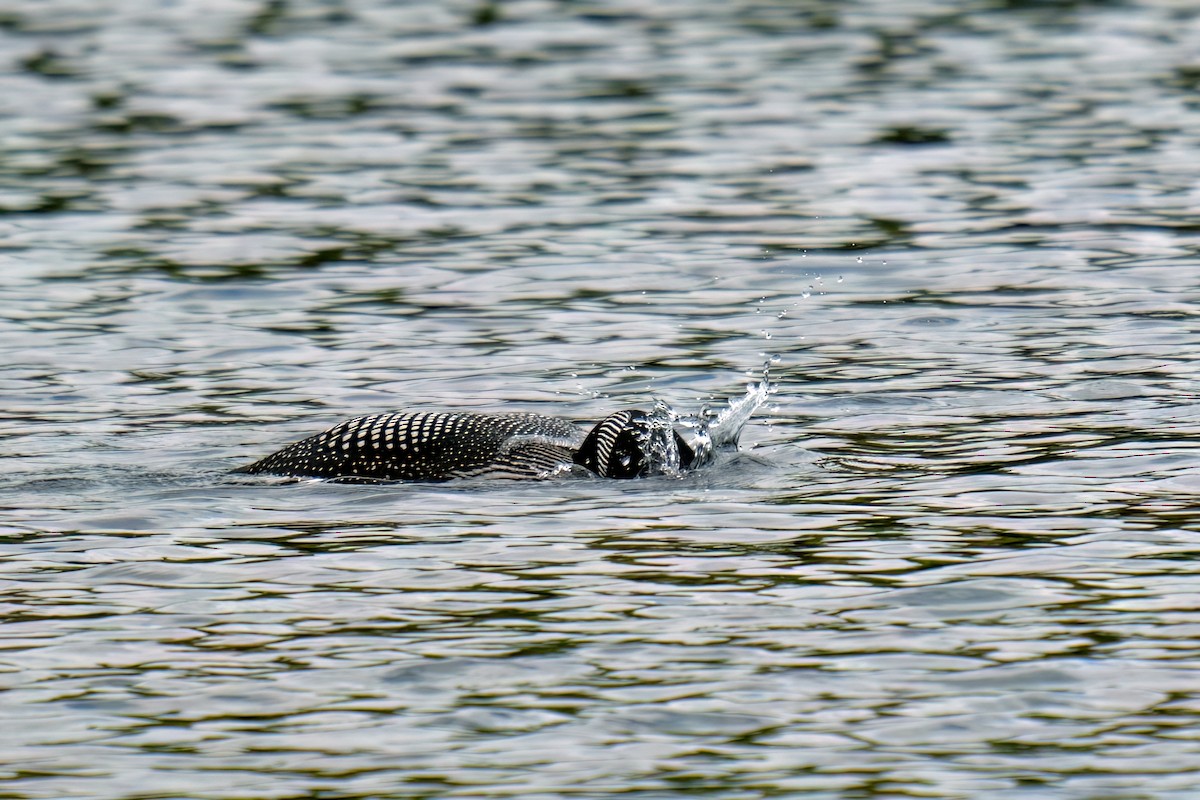 Common Loon - ML585025001