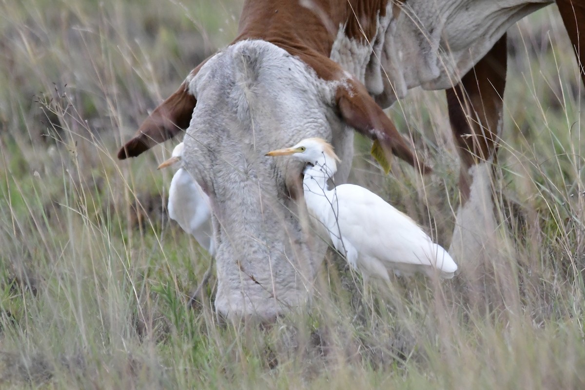 Western Cattle Egret - Marcelo Cuadrado