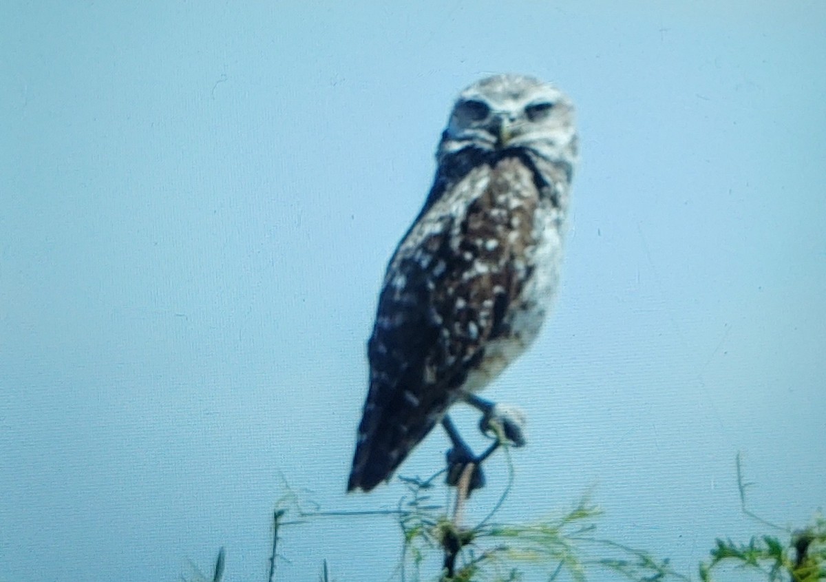 Burrowing Owl - ML585026351