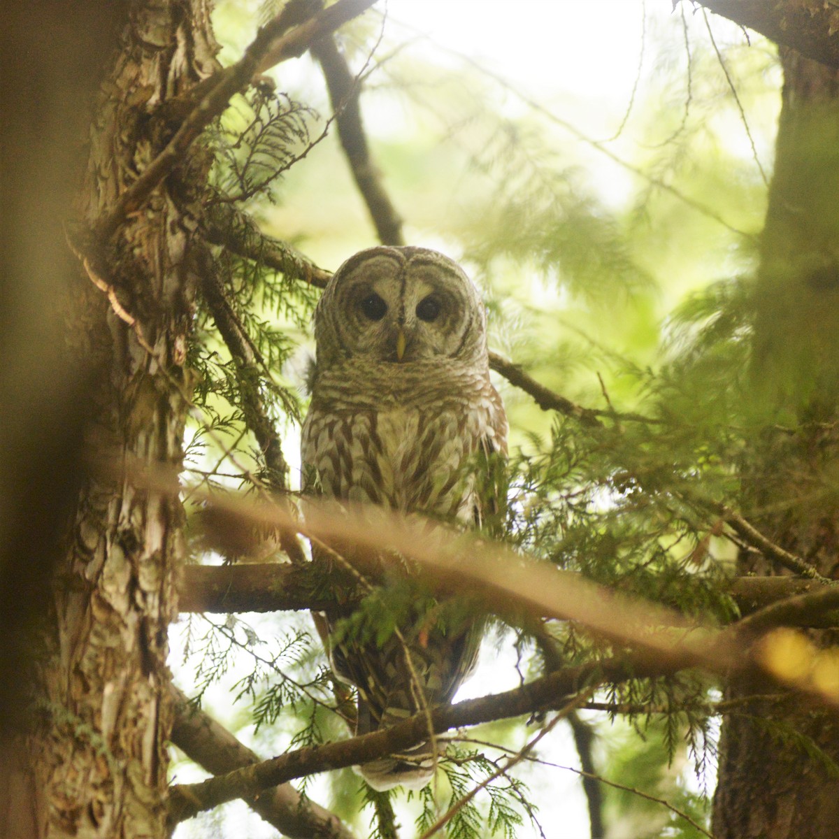 Barred Owl - Catherine McLean