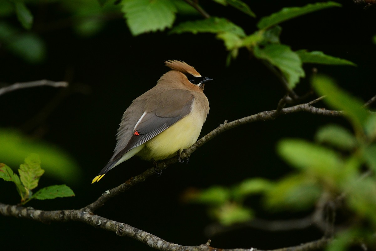 Cedar Waxwing - ML585026721