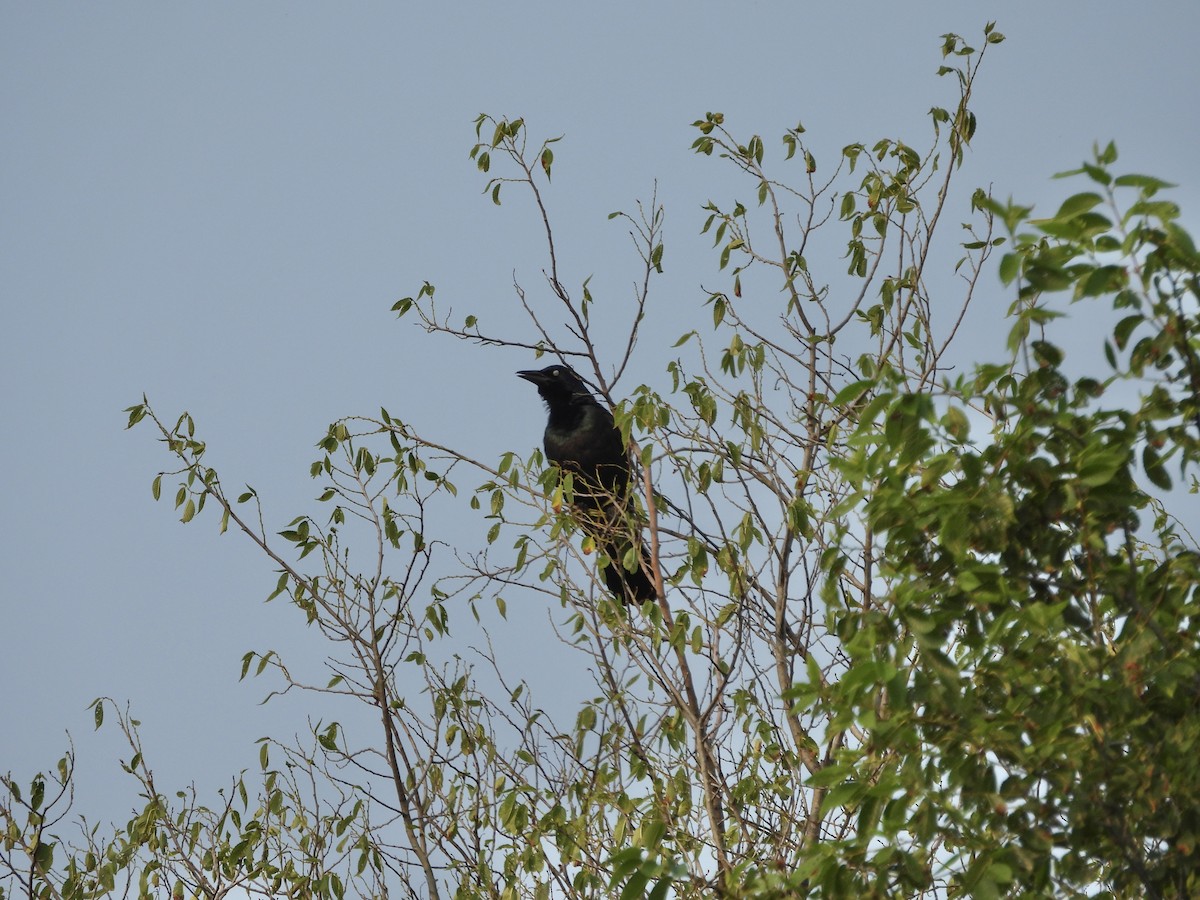 Common Grackle - Jackie Delk