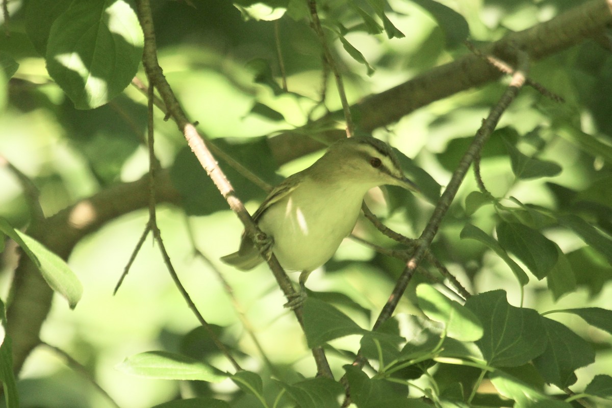 rødøyevireo - ML585026921