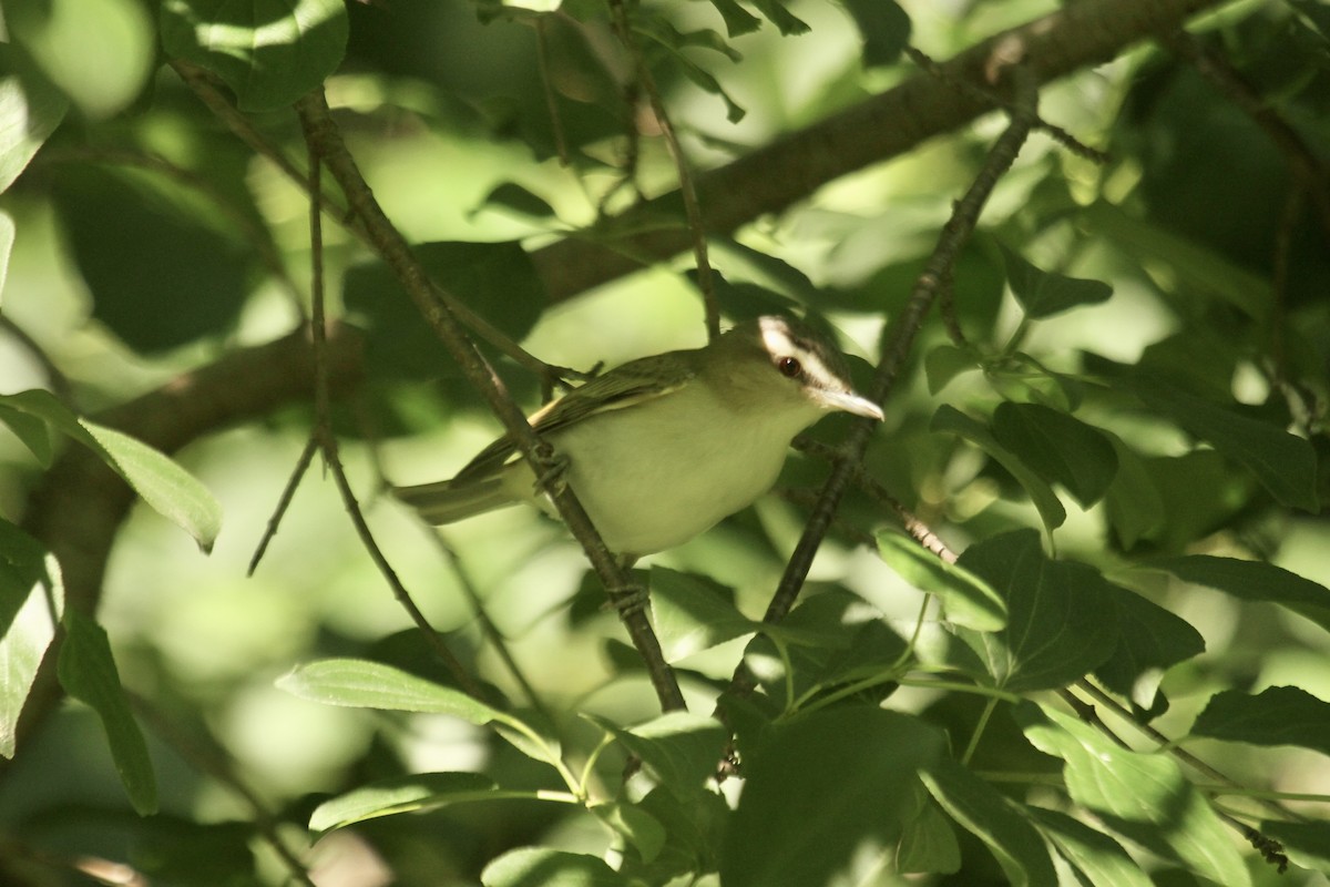 rødøyevireo - ML585026931