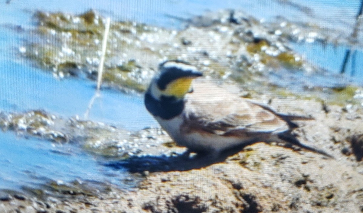 Horned Lark - ML585027221