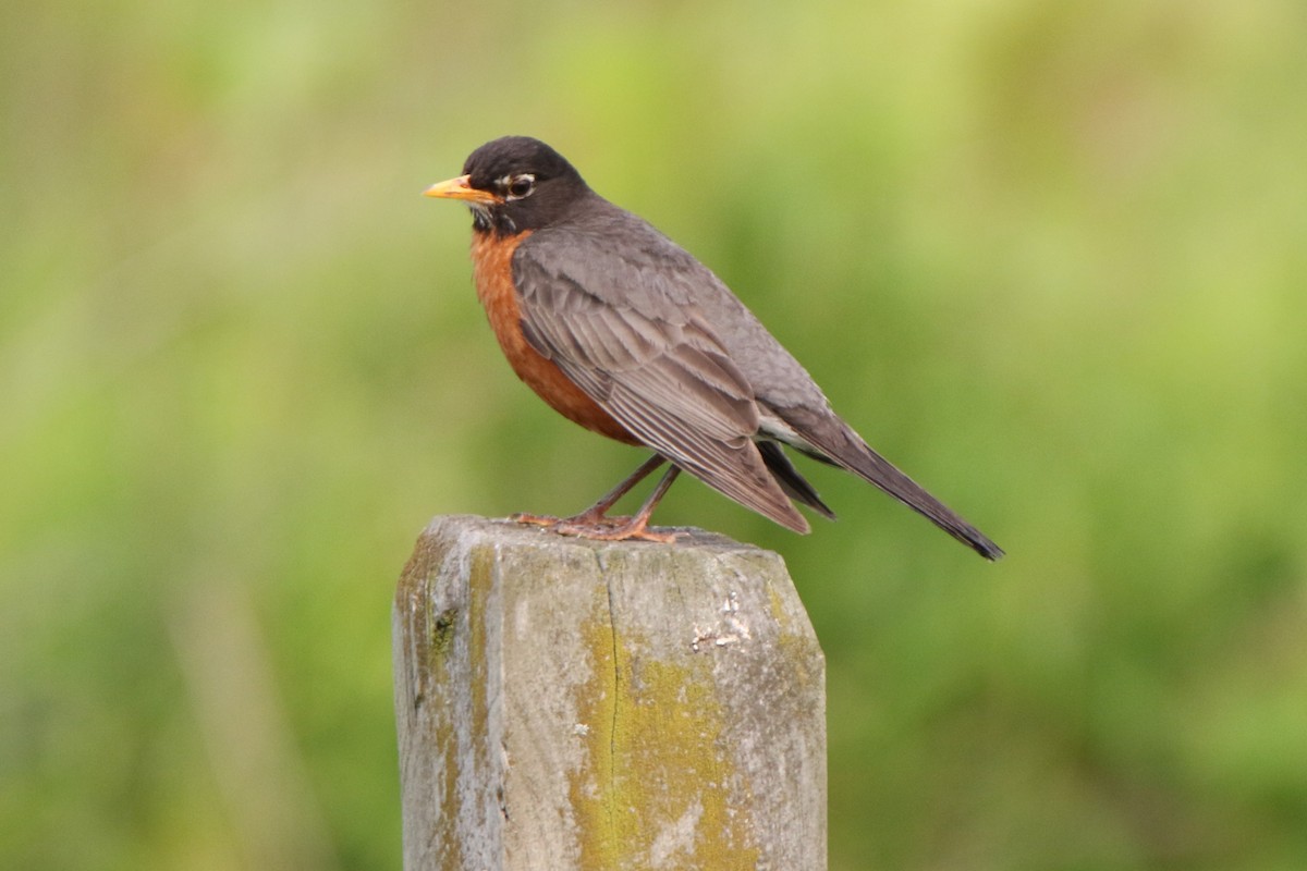 American Robin - ML585027531