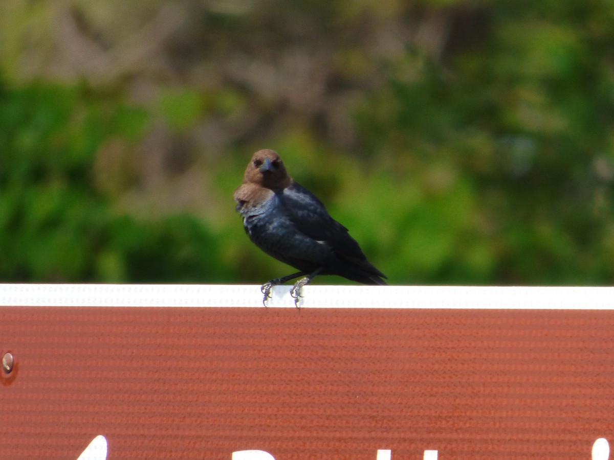 Brown-headed Cowbird - ML58502851