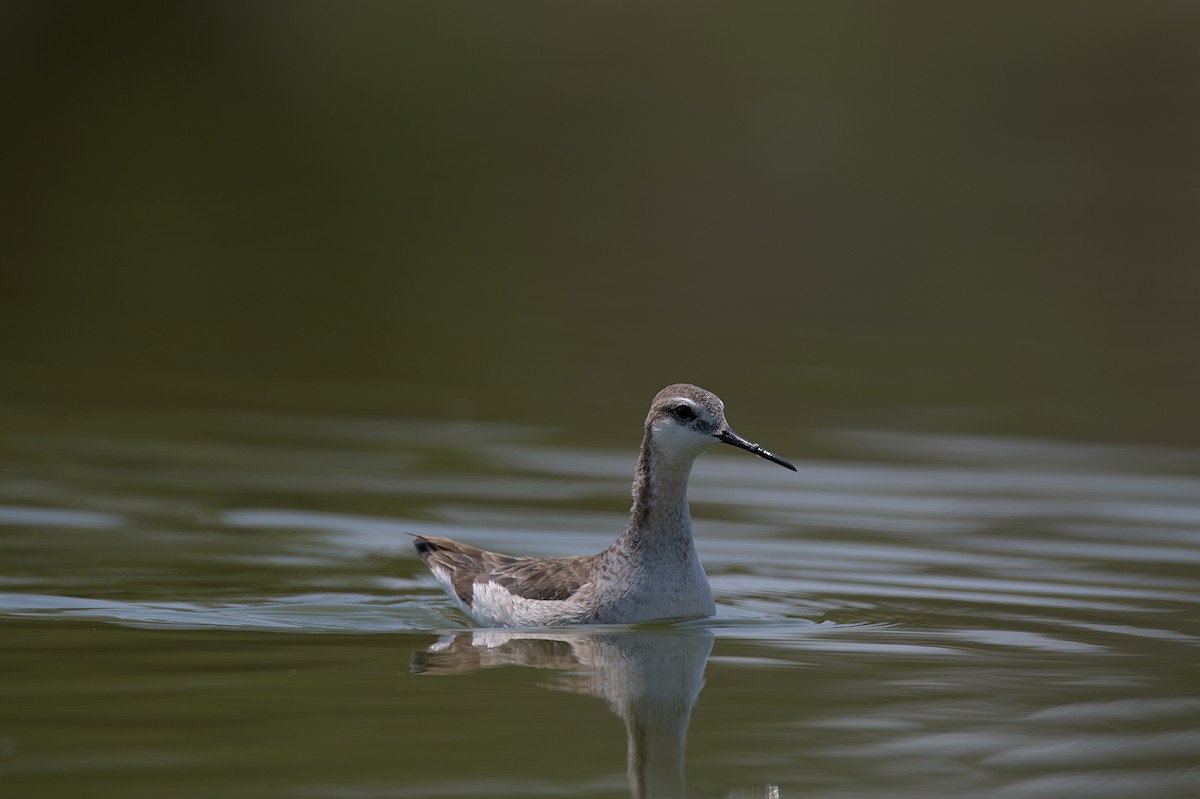 Falaropo Tricolor - ML585028811