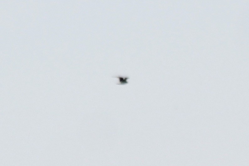 Wilson's Phalarope - ML585029291