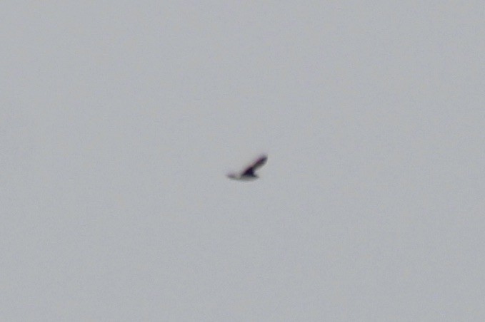 Wilson's Phalarope - ML585029301