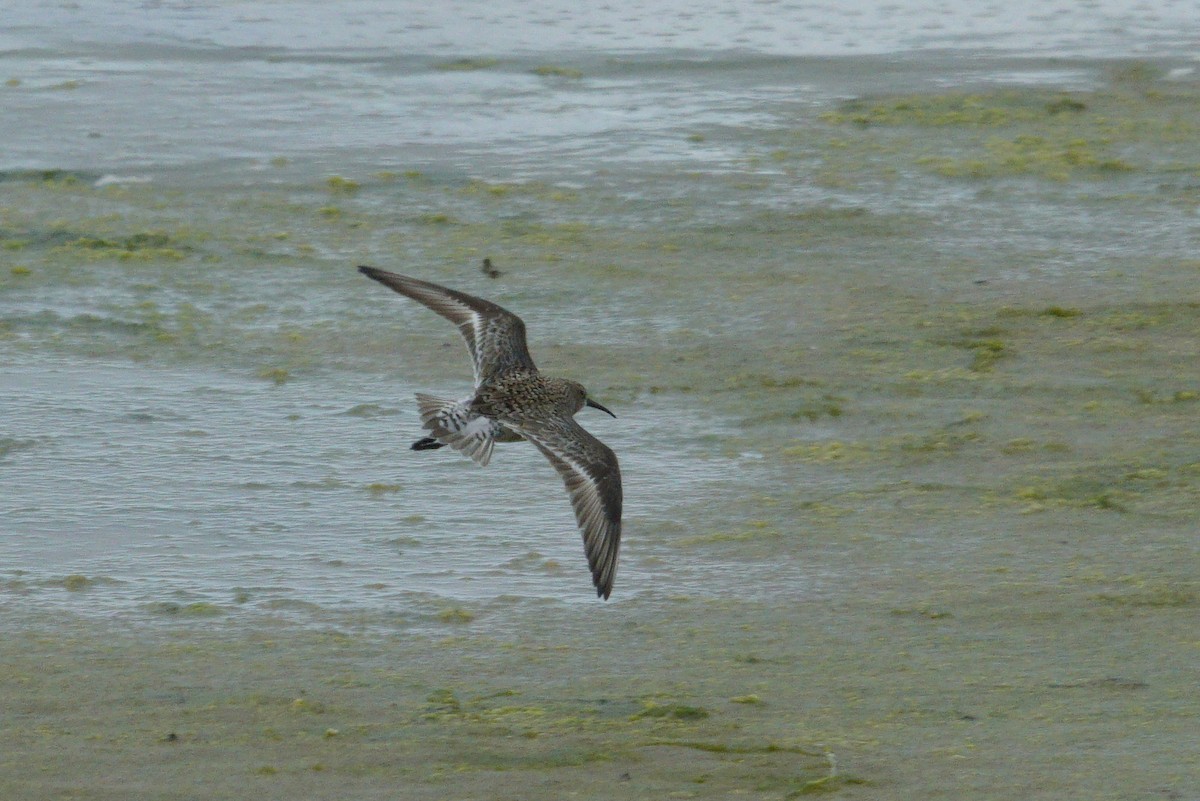 Curlew Sandpiper - ML585029781