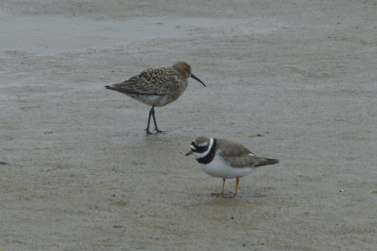 Curlew Sandpiper - Mike Pennington