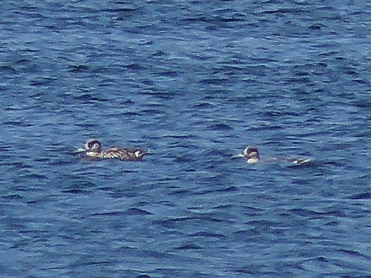 Pink-eared Duck - ML585030351