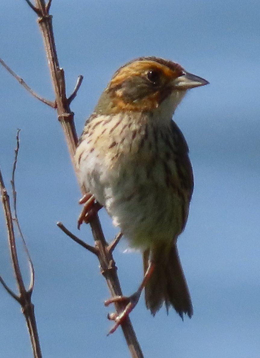 Saltmarsh Sparrow - ML585030381