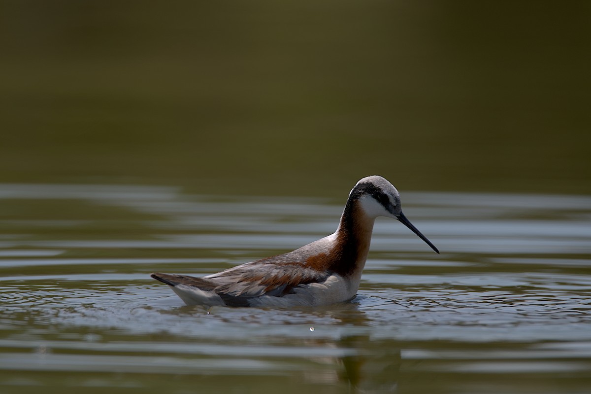 Wilson's Phalarope - Juan Pablo Fonseca Amaro