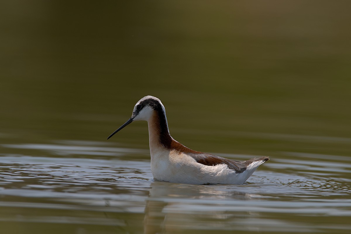 Falaropo Tricolor - ML585031341