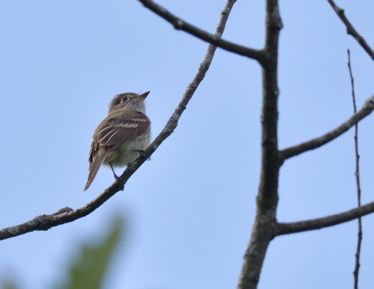 Least Flycatcher - ML585031681