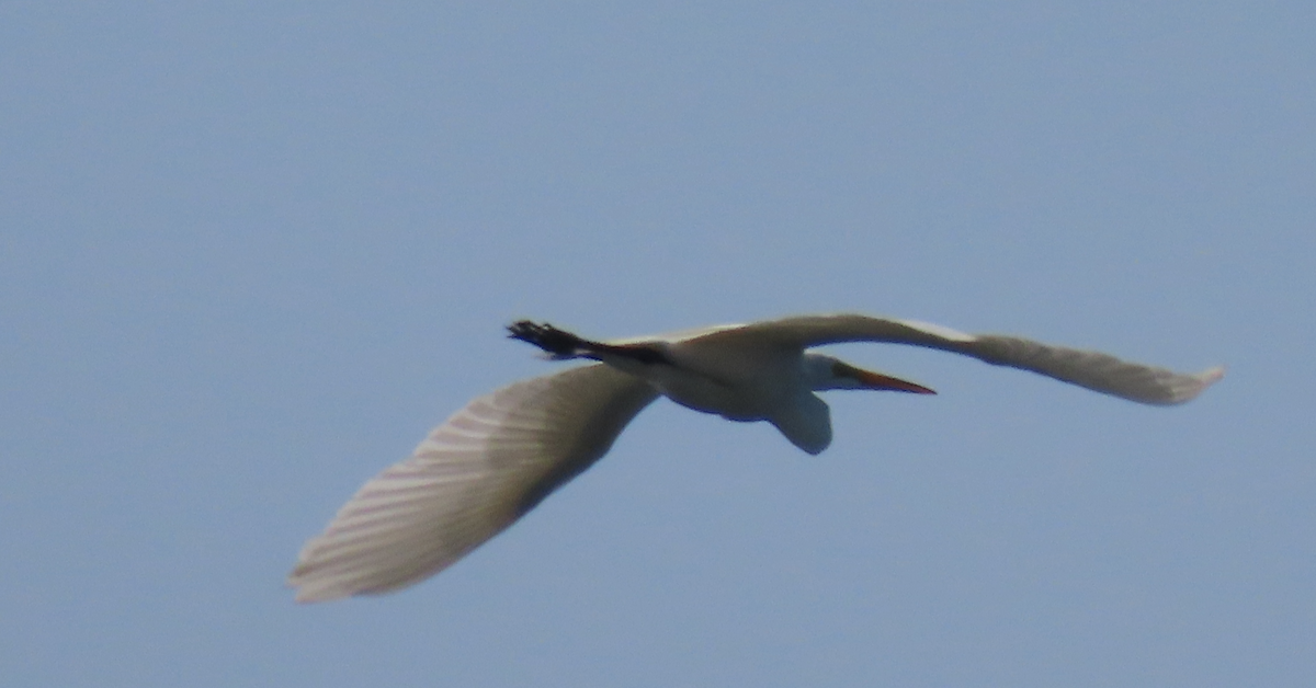 Great Egret - ML585031811