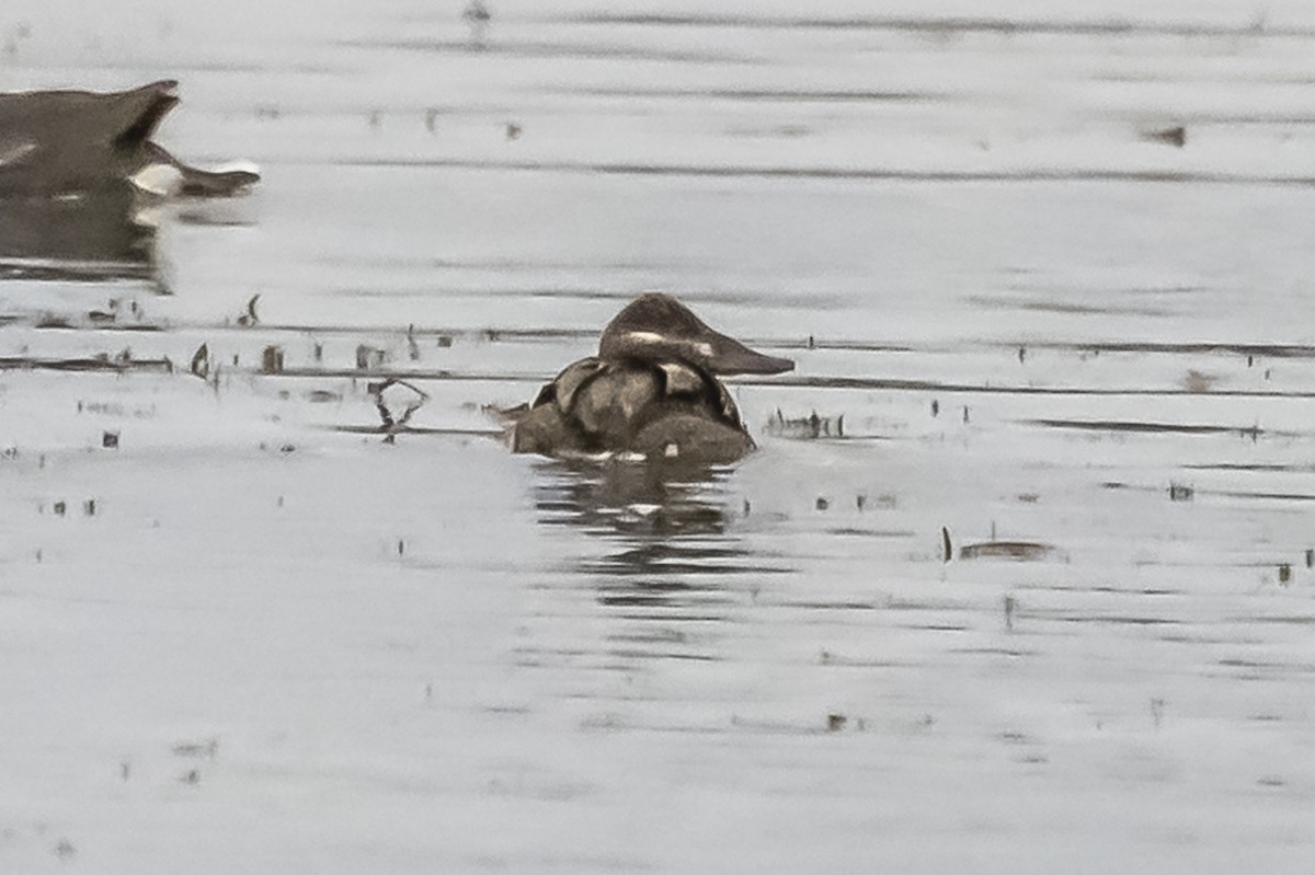 Lake Duck - Amed Hernández