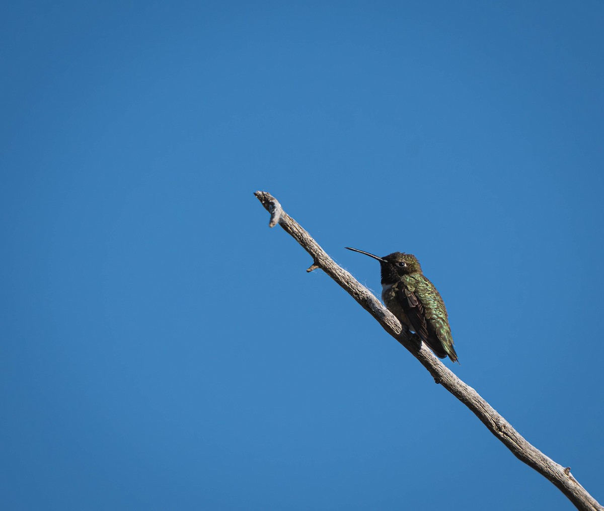 Black-chinned Hummingbird - ML585034221