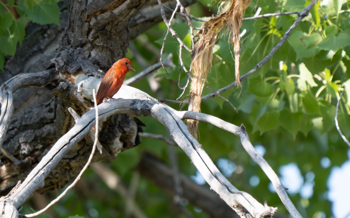 Summer Tanager - ML585034431