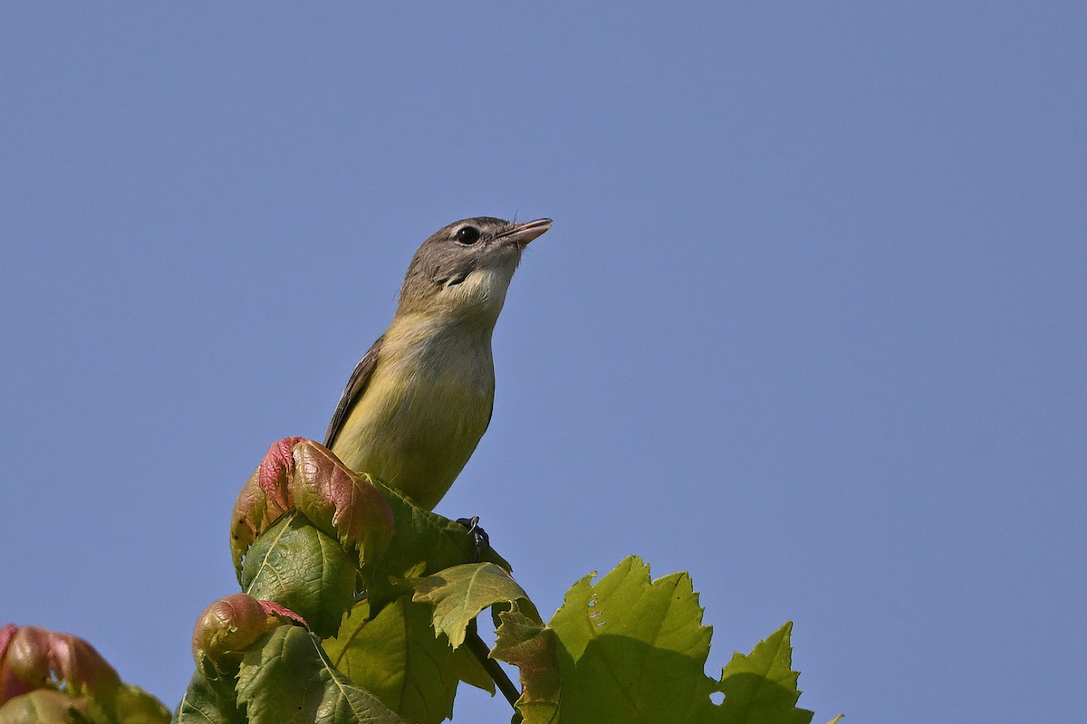 Bell's Vireo - Vern Wilkins 🦉