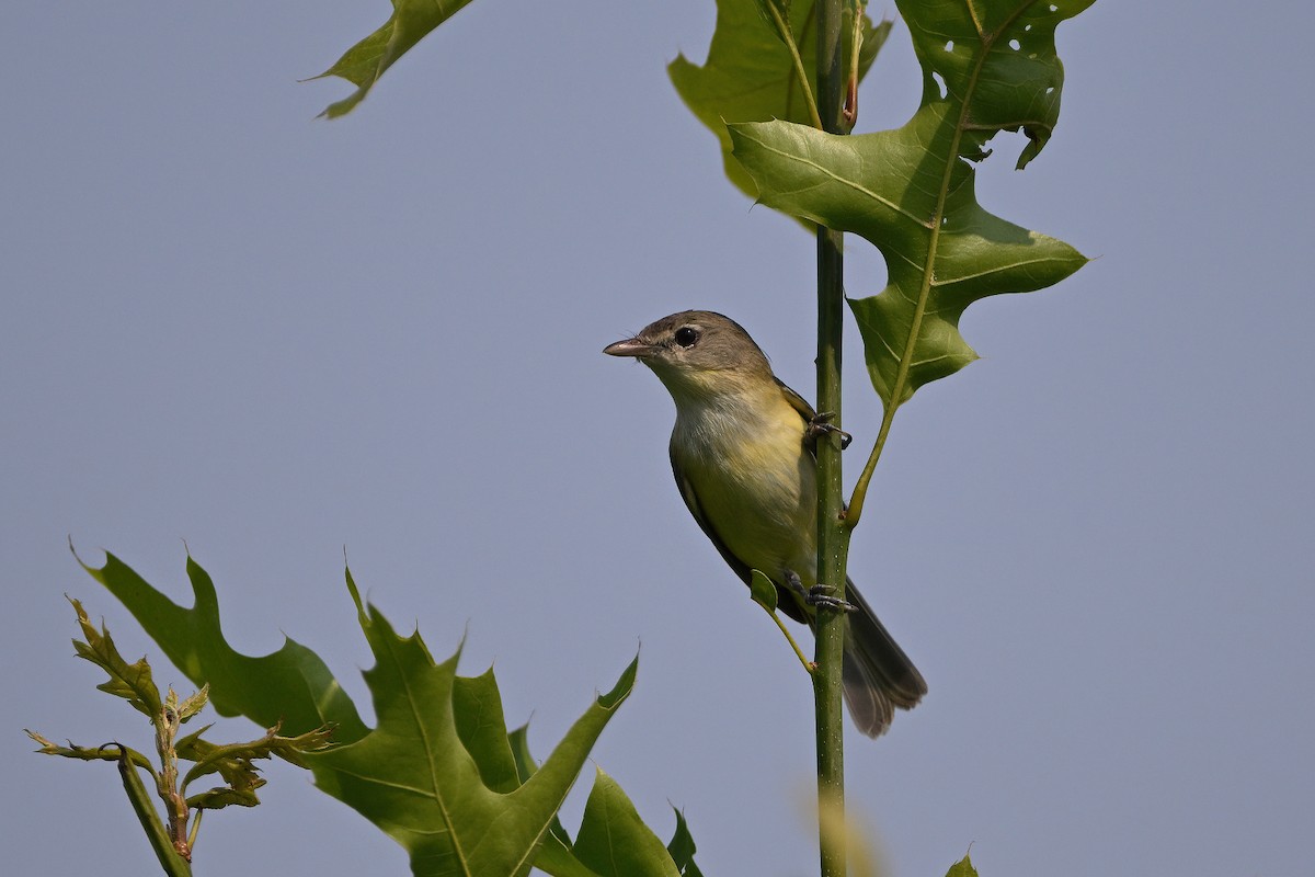 Bell's Vireo - Vern Wilkins 🦉