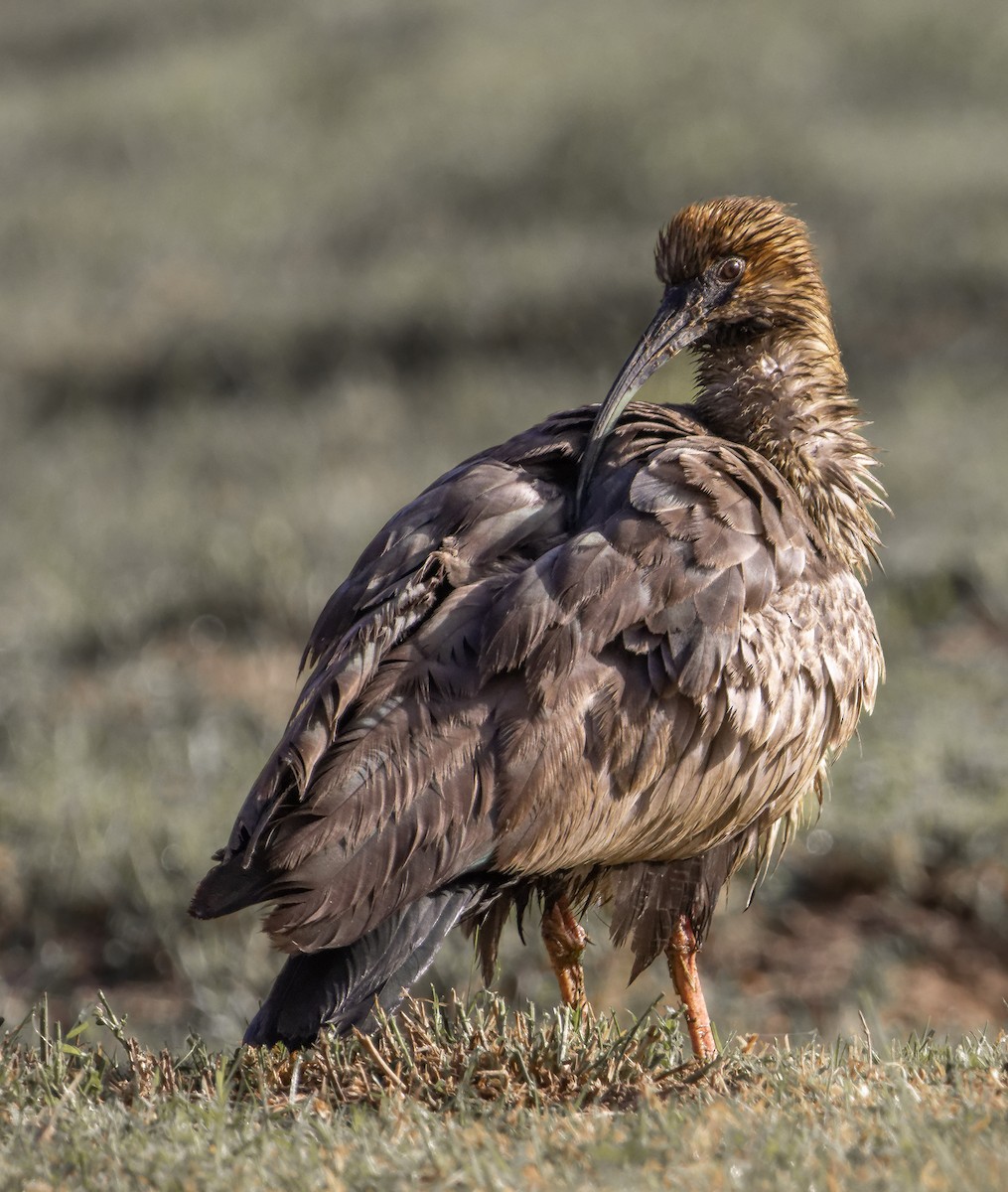 Black-faced/Andean Ibis - ML585038231