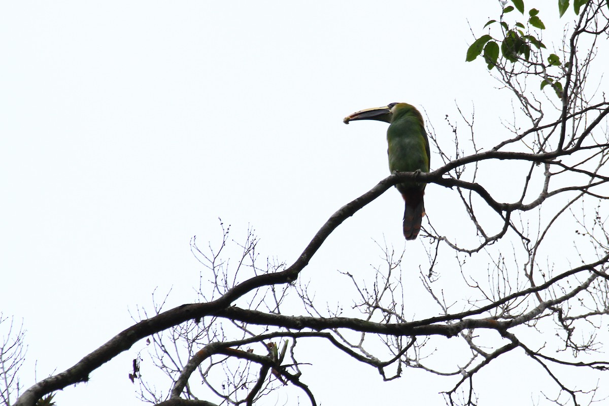 Northern Emerald-Toucanet - ML58503941