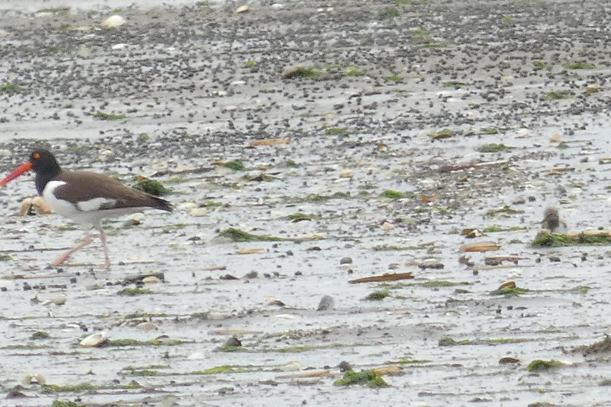 American Oystercatcher - ML585039491