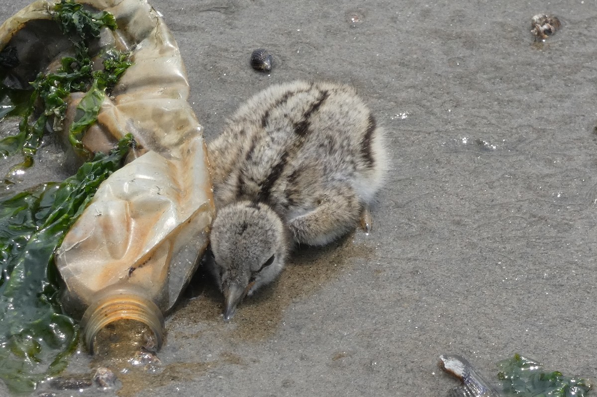 American Oystercatcher - Anonymous