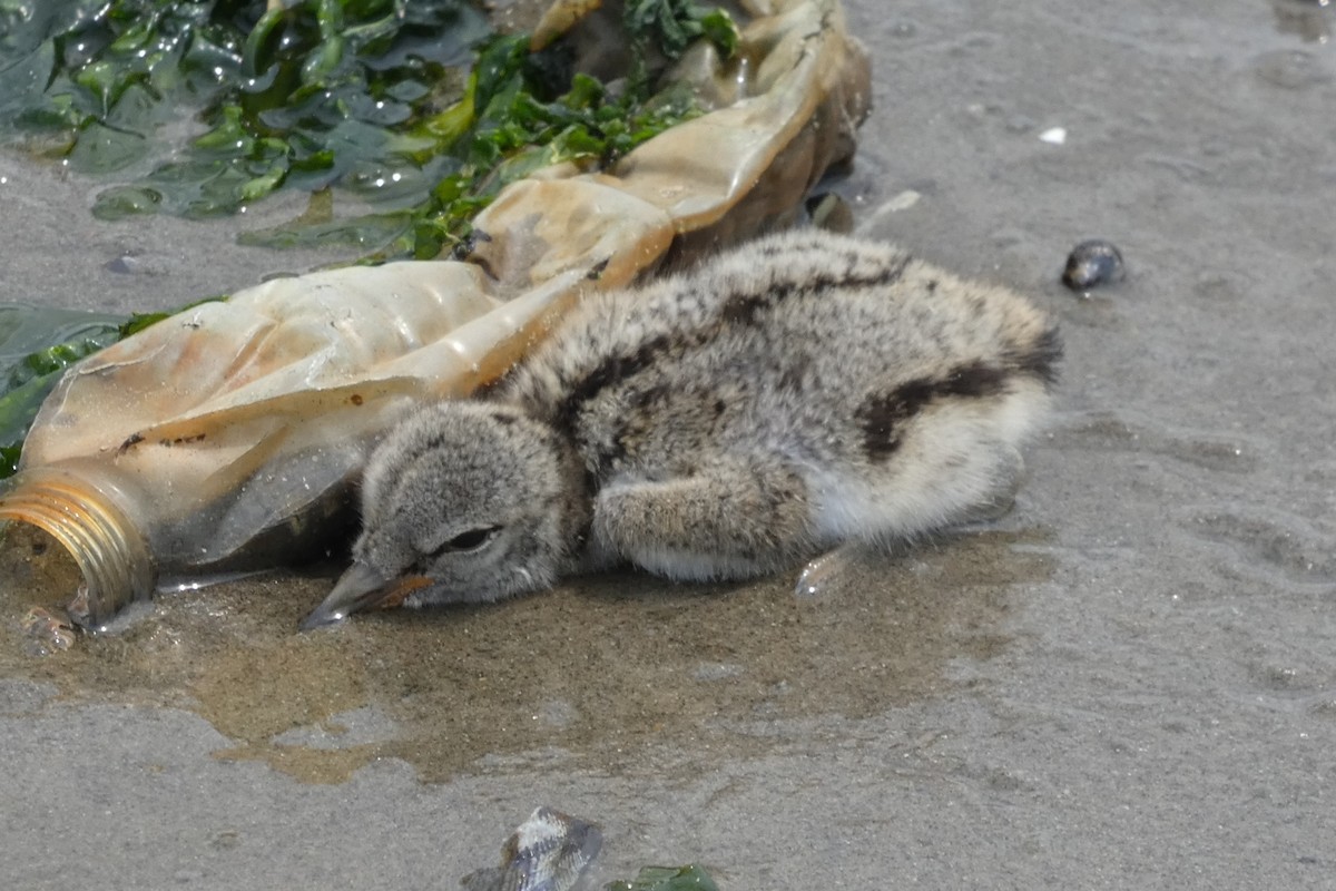 American Oystercatcher - ML585039511