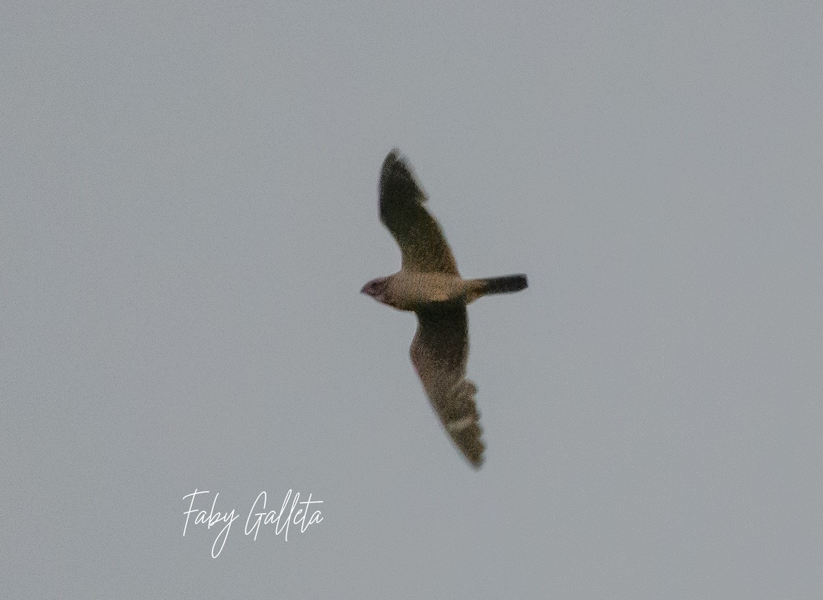 Lesser Nighthawk - Faby Galleta 🐦🦅