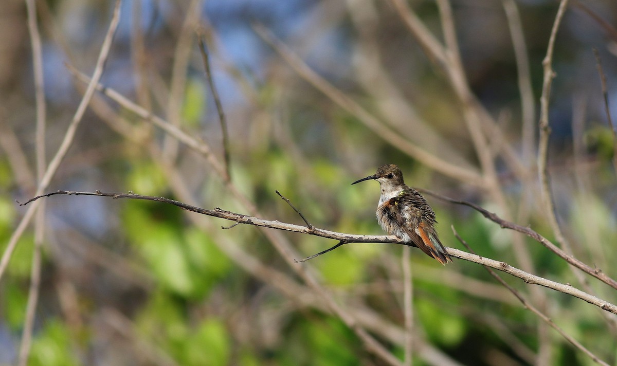 Colibri des Bahamas - ML58504111