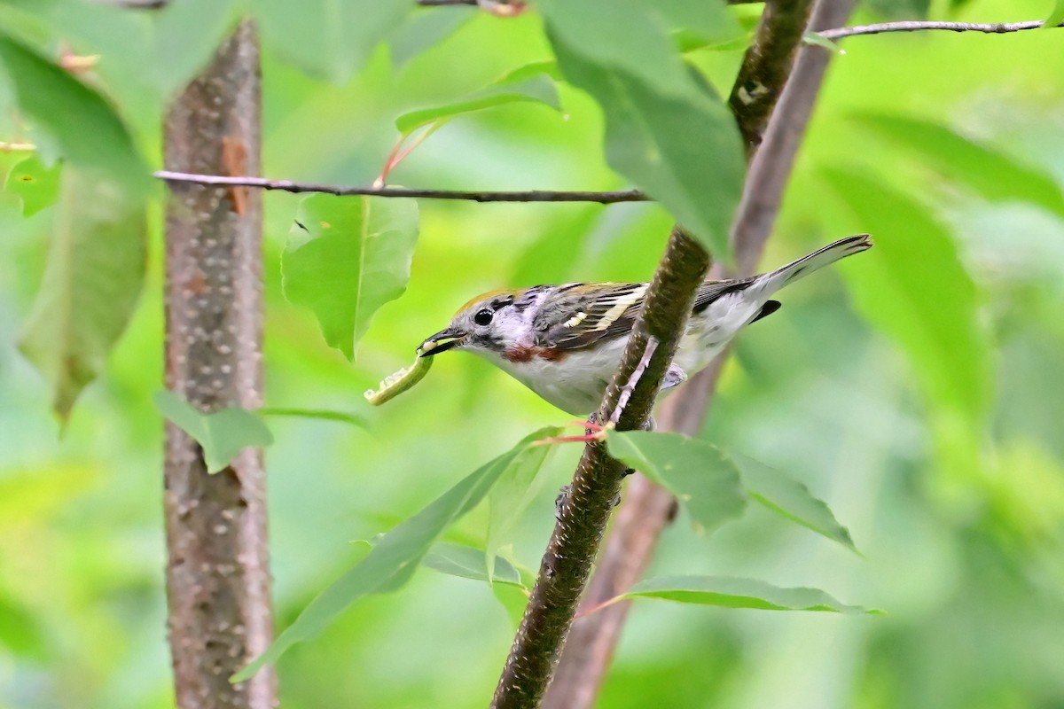 Chestnut-sided Warbler - Eileen Gibney