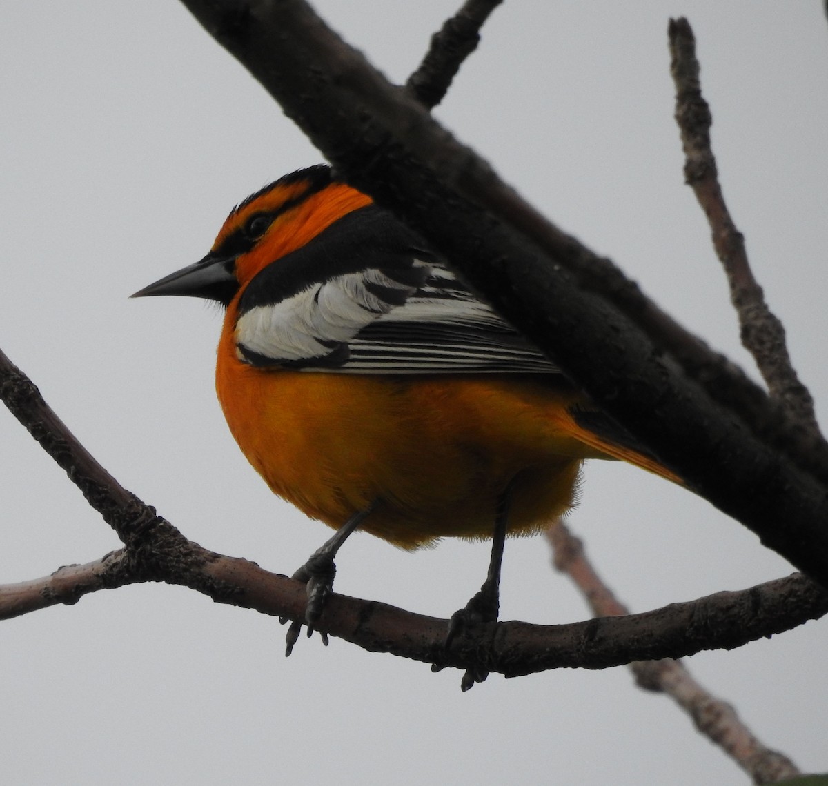 Bullock's Oriole - ML585042721