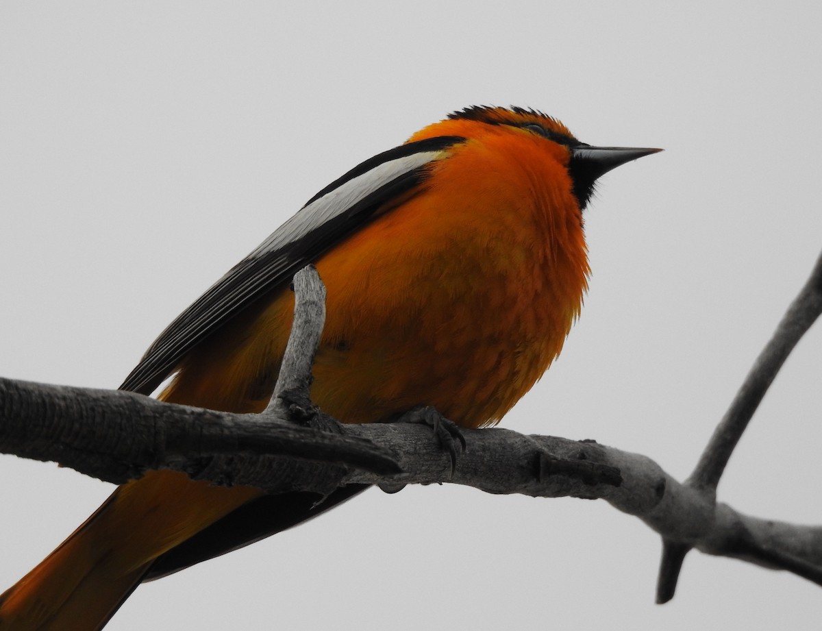 Bullock's Oriole - Shane Sater