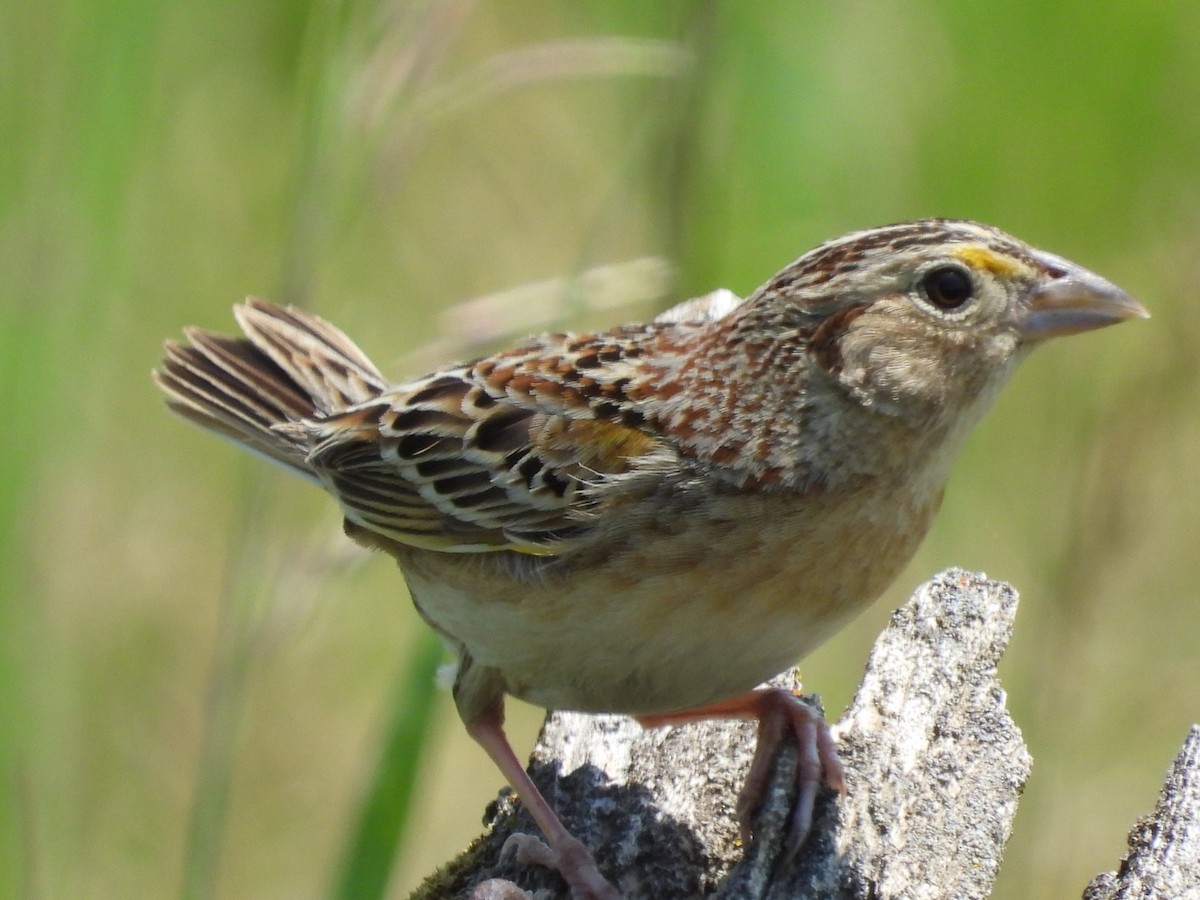 Grasshopper Sparrow - ML585044991