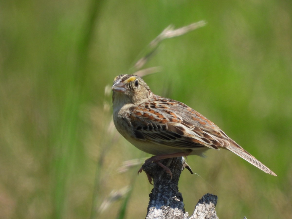 Grasshopper Sparrow - ML585045001