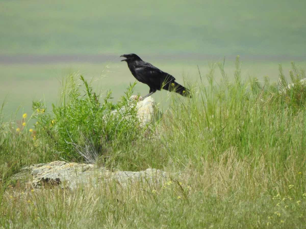 Common Raven - ML585045401