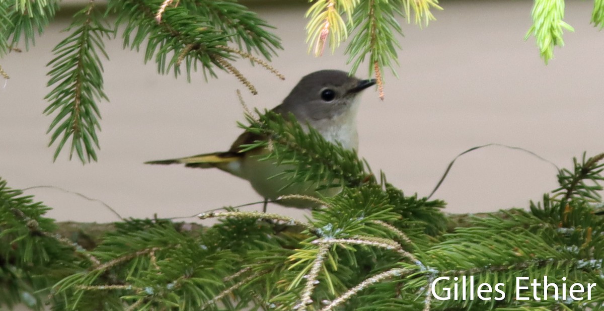 American Redstart - Gilles Ethier