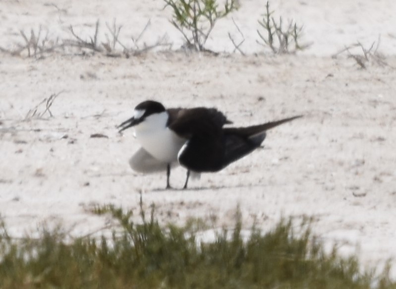 Sooty Tern - ML585045471