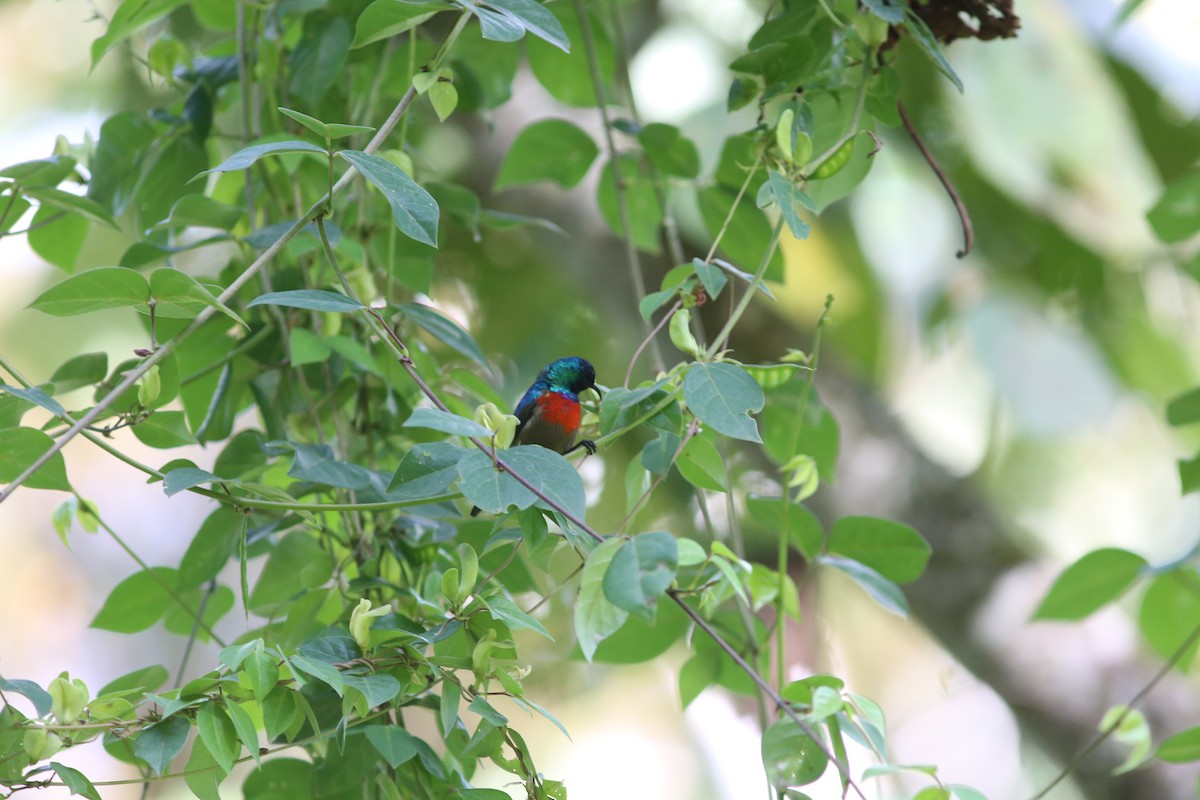 Northern Double-collared Sunbird - ML585046281