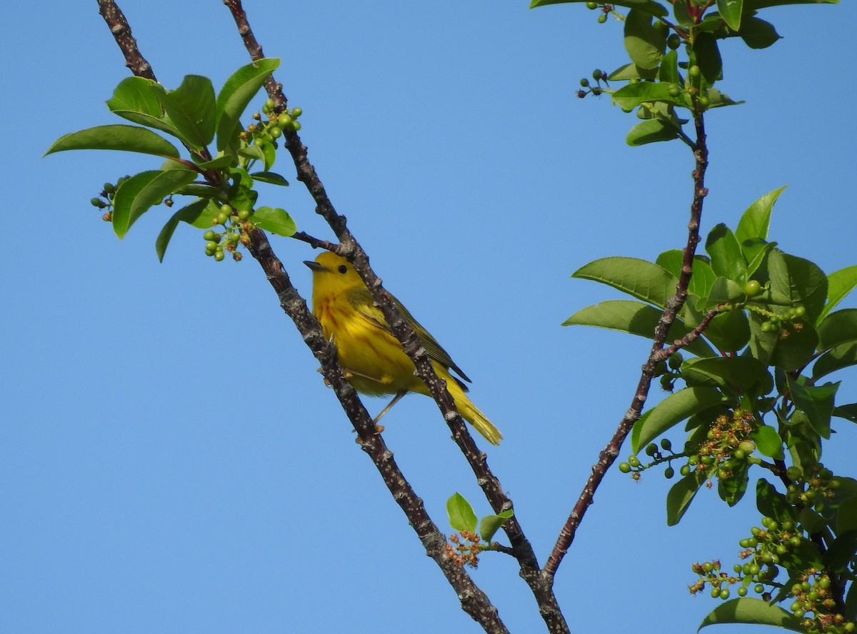 Yellow Warbler - ML585047321