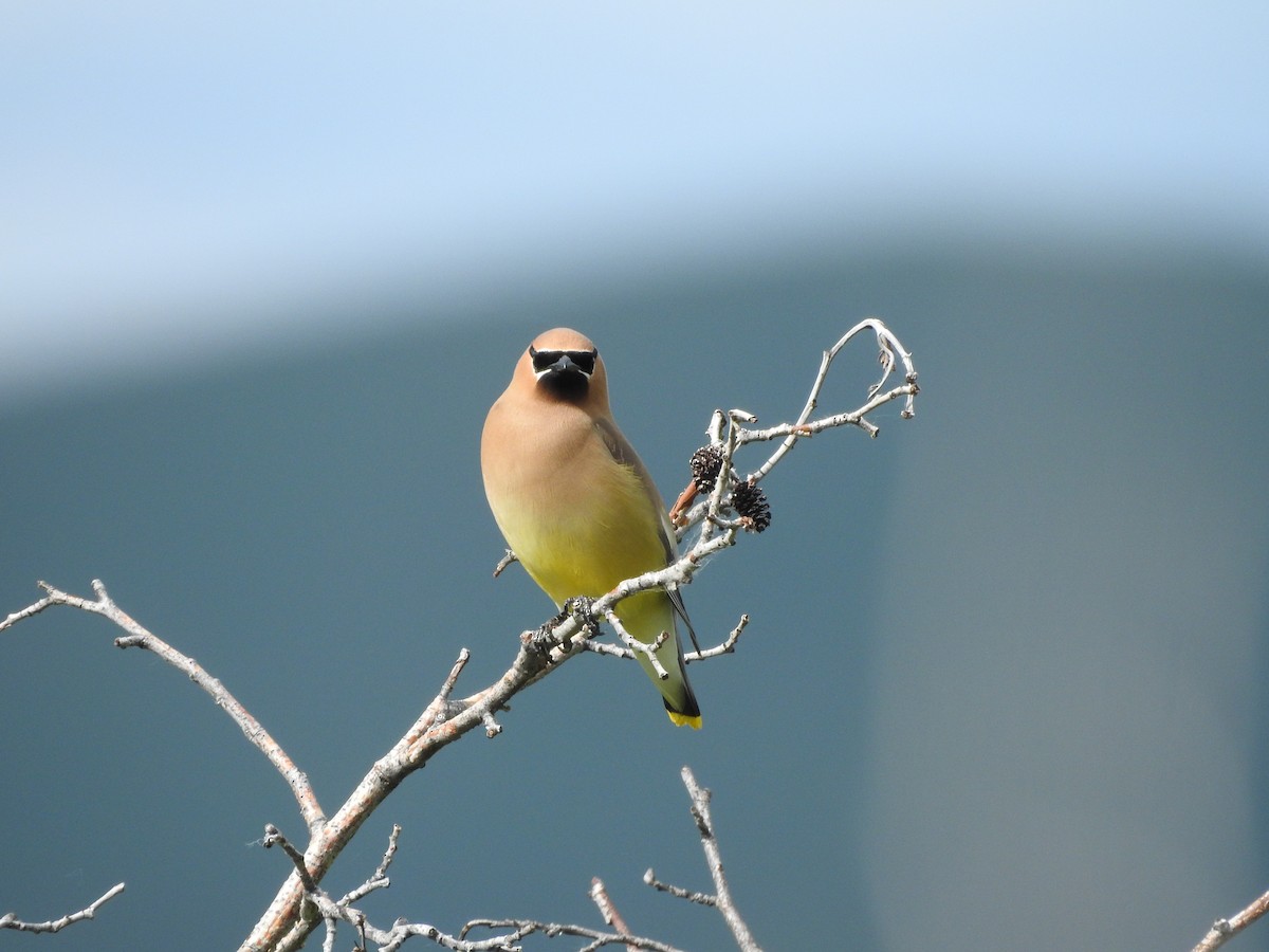 Cedar Waxwing - ML585047651