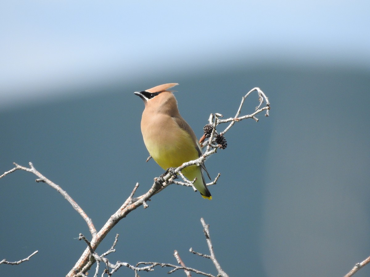 Cedar Waxwing - ML585047661