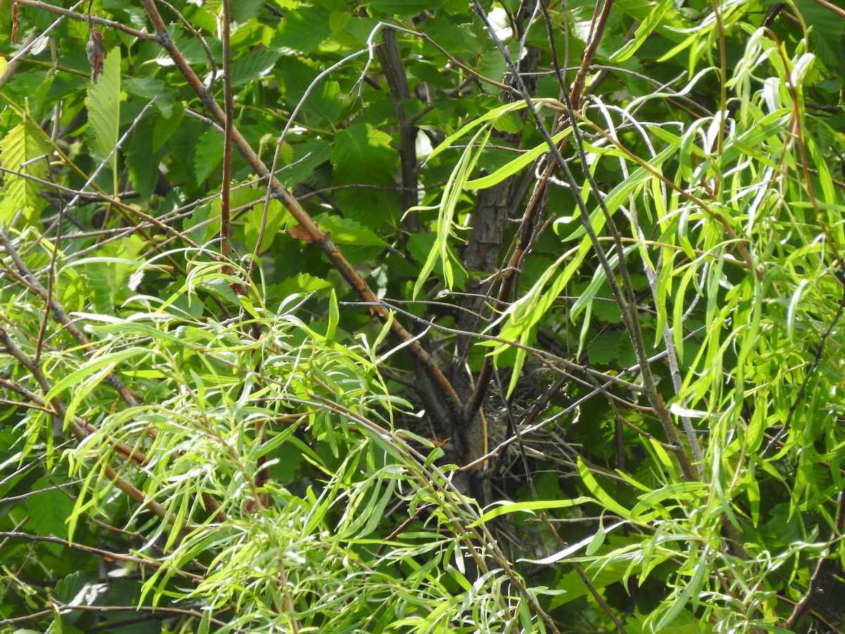 Cedar Waxwing - Shane Sater